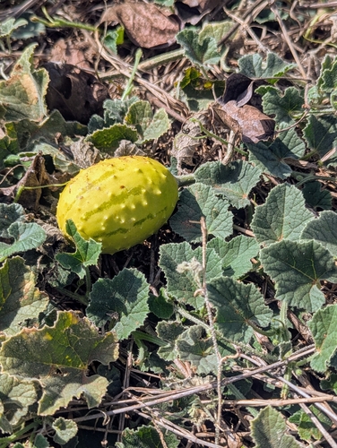 Cucumis pustulatus — photo