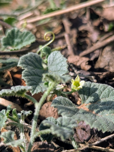 Cucumis pustulatus