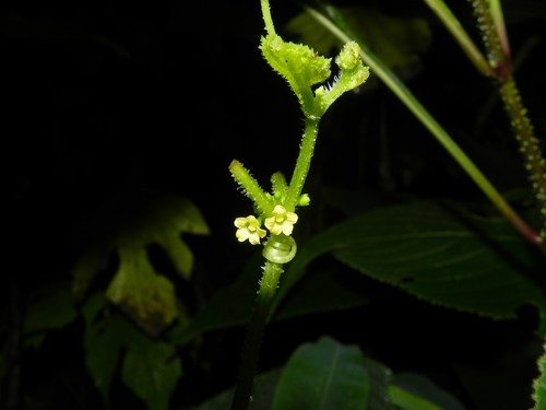 Cucumis ritchiei — photo
