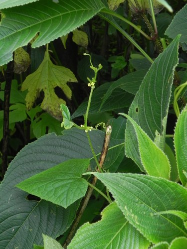 Cucumis ritchiei — photo