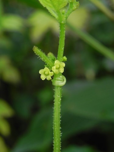 Cucumis ritchiei