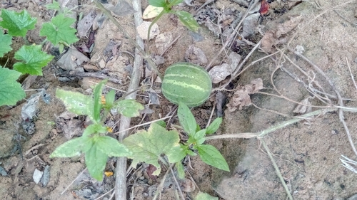 Cucumis sacleuxii (Mandera cucumber) — photo