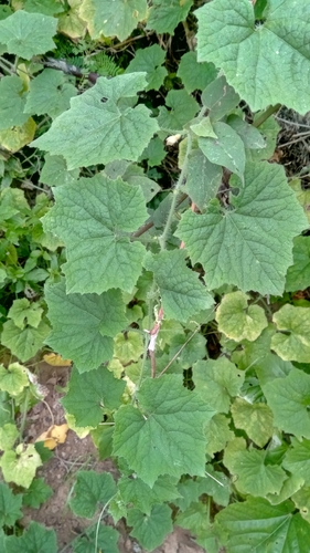 Cucumis sacleuxii