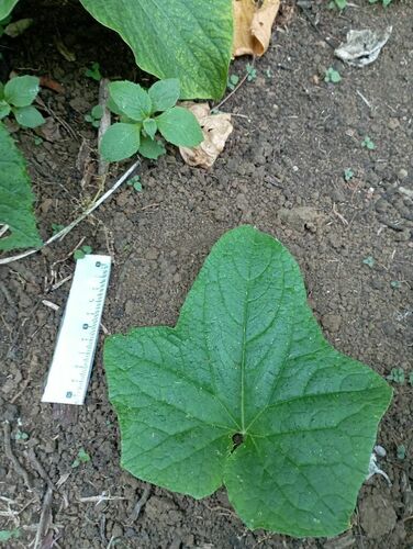 Cucumis sativus (Cucumber) — photo