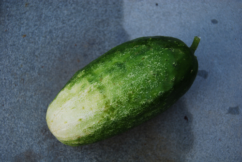 Cucumis sativus var. sikkimensis (Sikkim cucumber) — photo