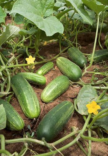 Cucumis sativus var. xishuangbannanensis (Xishuangbanna cucumber) — photo