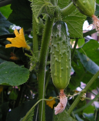 Cucumis sativus var. xishuangbannanensis