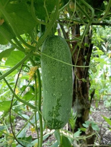 Cucumis sativus