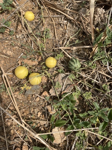 Cucumis trigonus — photo