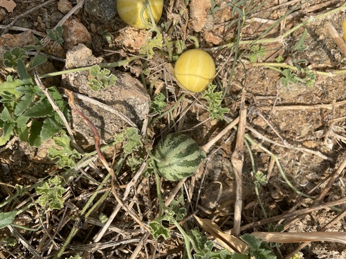 Cucumis trigonus — photo