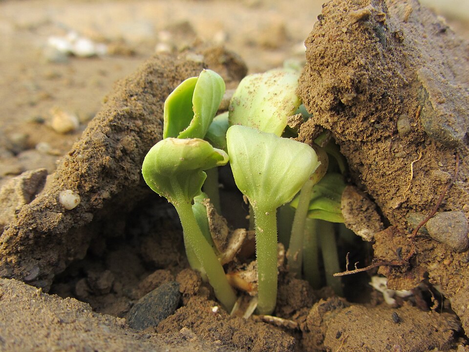 Cucumis utilissimus