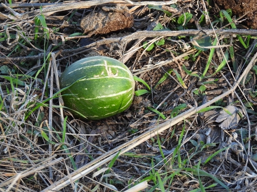 Cucurbita andreana (Wild giant squash) — photo
