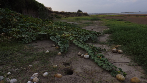 Cucurbita andreana (Wild giant squash) — photo