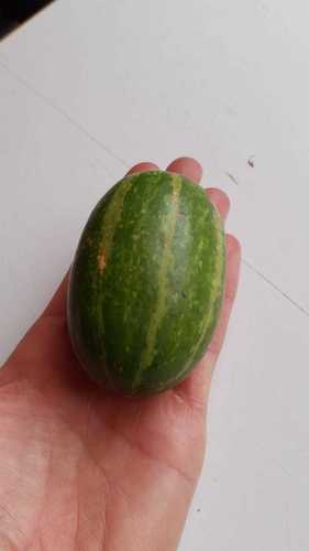 Cucurbita andreana