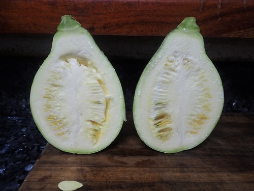 Cucurbita argyrosperma var. callicarpa (Green-stripe cushaw) — photo