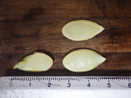 Cucurbita argyrosperma var. callicarpa (Green-stripe cushaw) — photo