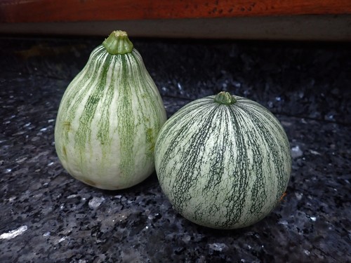 Cucurbita argyrosperma var. callicarpa