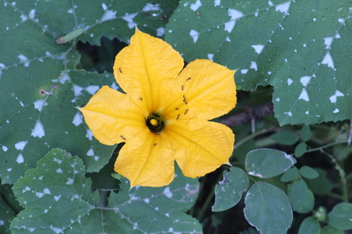 Cucurbita argyrosperma var. stenosperma (Calabaza pipiana) — photo
