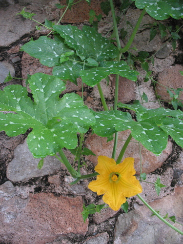 Cucurbita argyrosperma (Cushaw) — photo