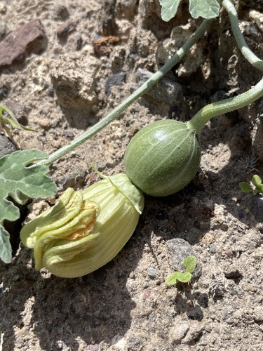 Cucurbita cordata (Coyote melon) — photo