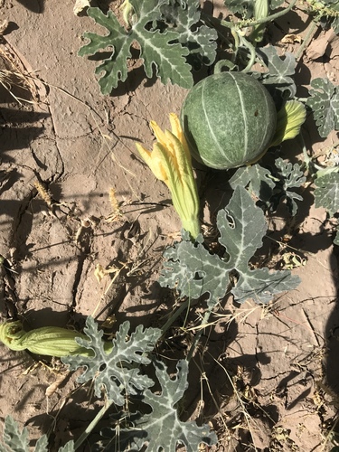 Cucurbita cordata (Coyote melon) — photo