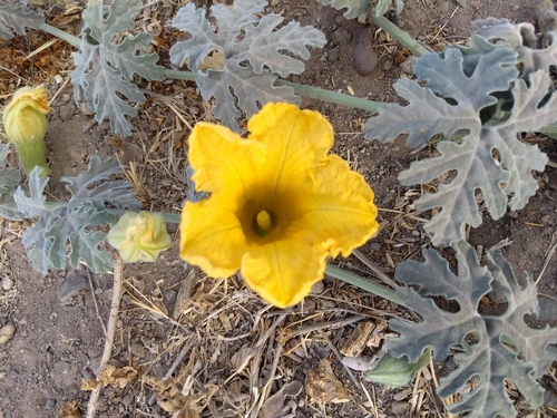 Cucurbita cordata
