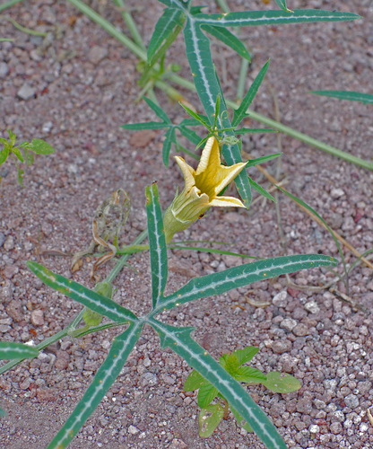 Cucurbita digitata (Coyote gourd) — photo