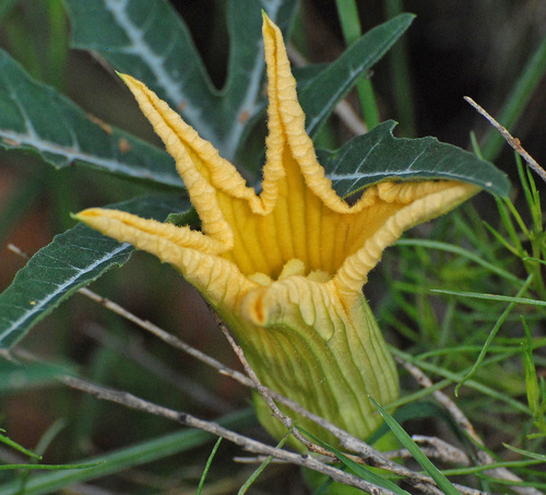 Cucurbita digitata (Coyote gourd) — photo