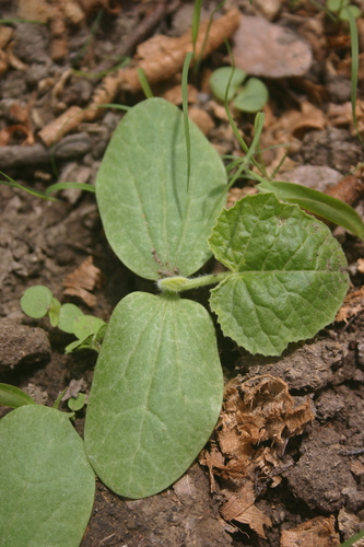 Cucurbita ecuadorensis — photo
