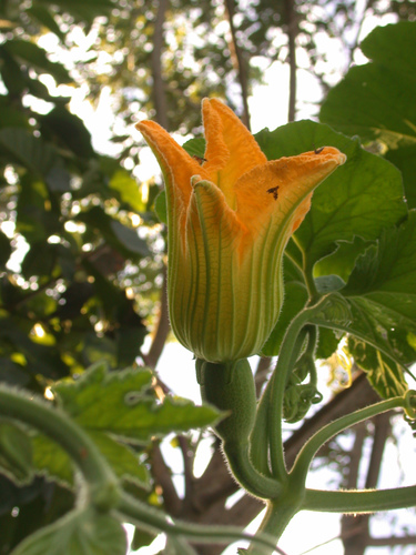 Cucurbita ficifolia (Malabar gourd) — photo