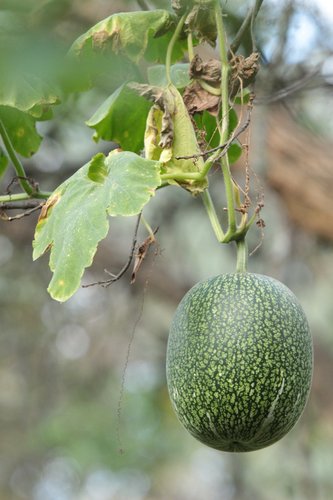 Cucurbita ficifolia (Malabar gourd) — photo