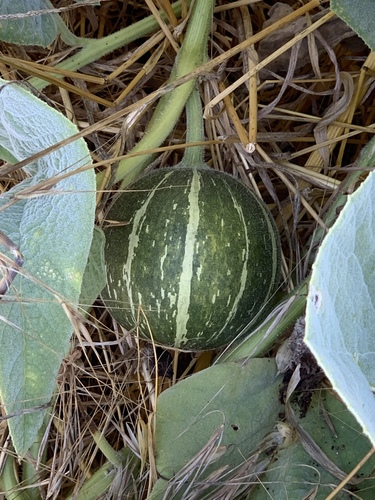 Cucurbita foetidissima (Buffalo gourd) — photo