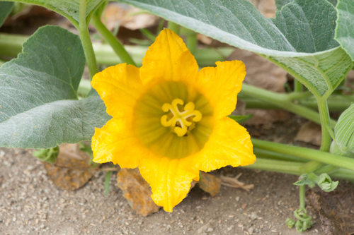 Cucurbita foetidissima (Buffalo gourd) — photo