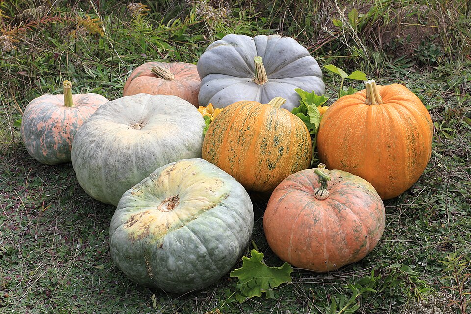 Cucurbita fraterna