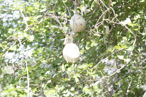 Cucurbita lundelliana (Bitter pumpkin) — photo