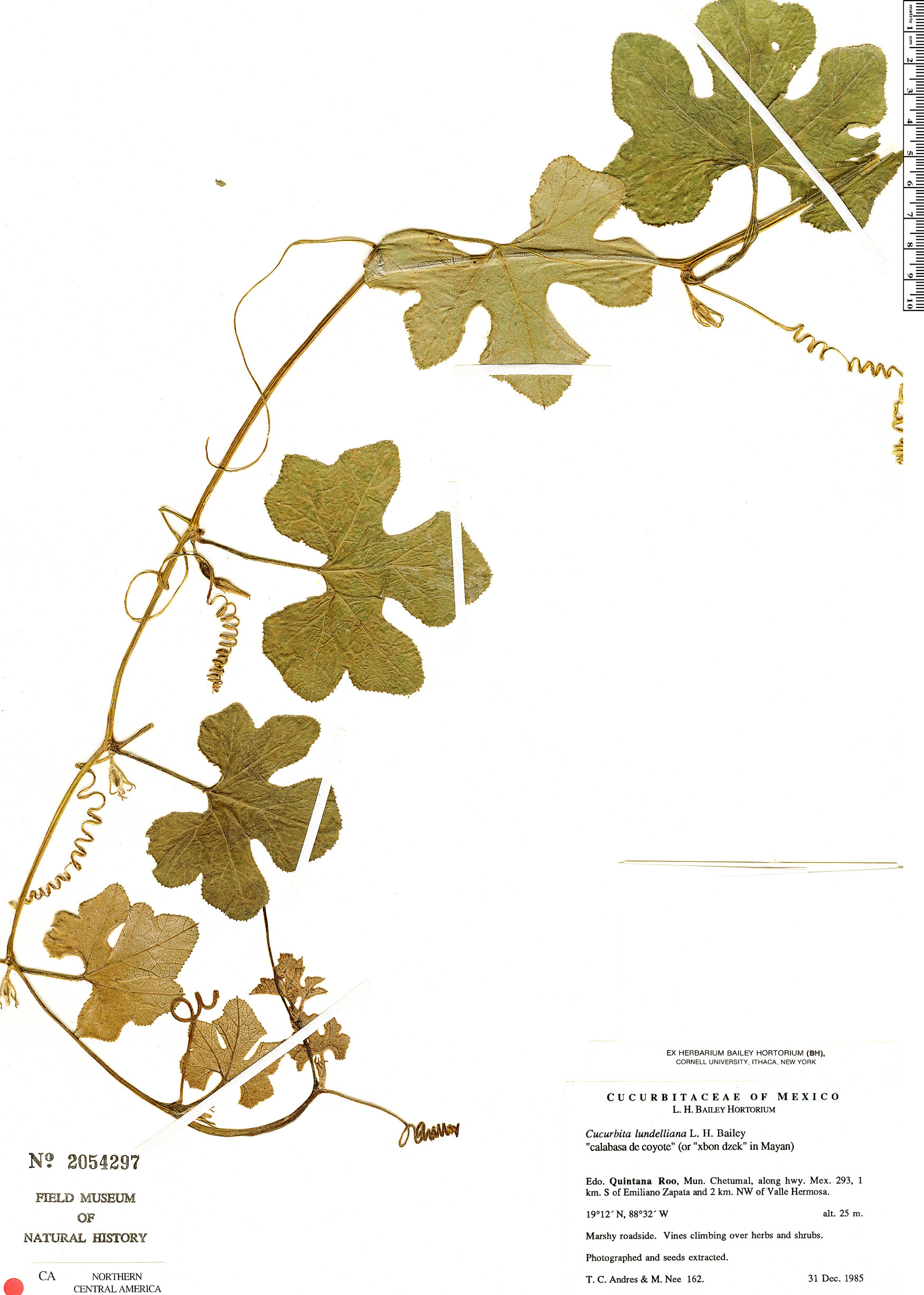 Cucurbita lundelliana (Bitter pumpkin) — photo