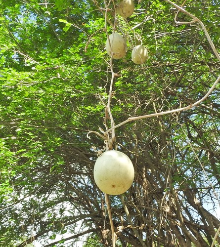 Cucurbita lundelliana