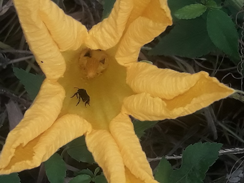 Cucurbita maxima (Pumpkin) — photo