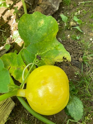 Cucurbita maxima