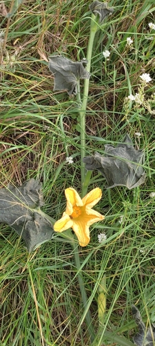 Cucurbita moschata (Pumpkin) — photo