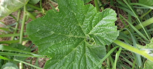 Cucurbita moschata (Pumpkin) — photo