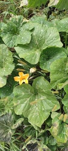Cucurbita moschata