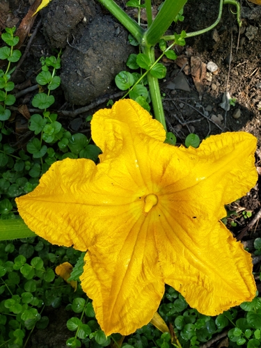 Cucurbita pepo (Marrow) — photo