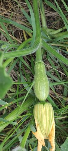 Cucurbita pepo var. ovifera (Acorn squash) — photo