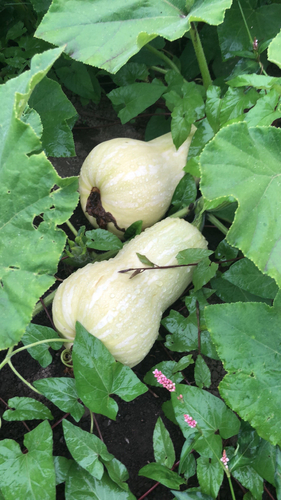 Cucurbita pepo var. ovifera (Acorn squash) — photo