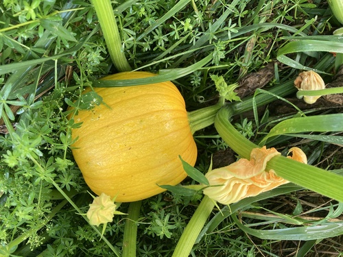 Cucurbita pepo var. ovifera