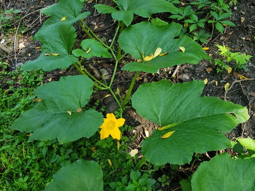 Cucurbita pepo (Marrow) — photo