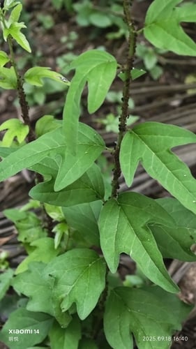 Cudrania tricuspidata (Silk-worm thorn) — photo