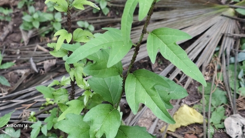 Cudrania tricuspidata