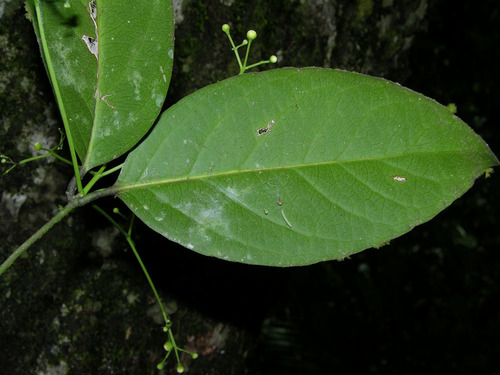 Cuervea kappleriana (Karoshiri) — photo